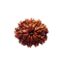 10_mukhi_rudraksha