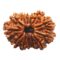 12-Mukhi-Rudraksha