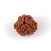 3_mukhi_rudraksha