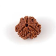 3_mukhi_rudraksha